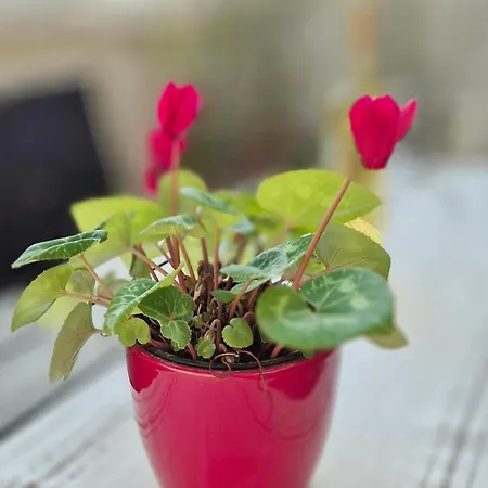 Tena With Private Parking شقة